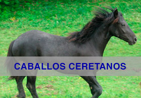 caballos ceretanos